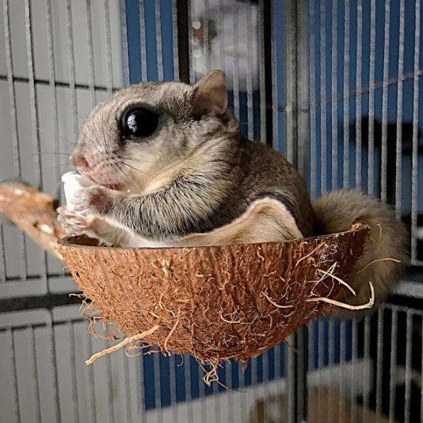 Rescued flying squirrel in his sugar glider cage