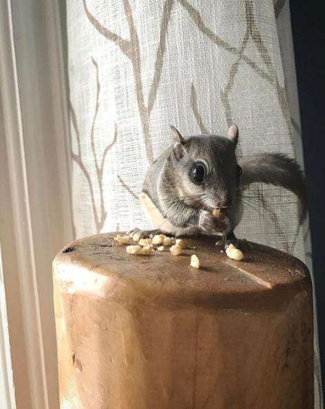 Rescued flying squirrel eating