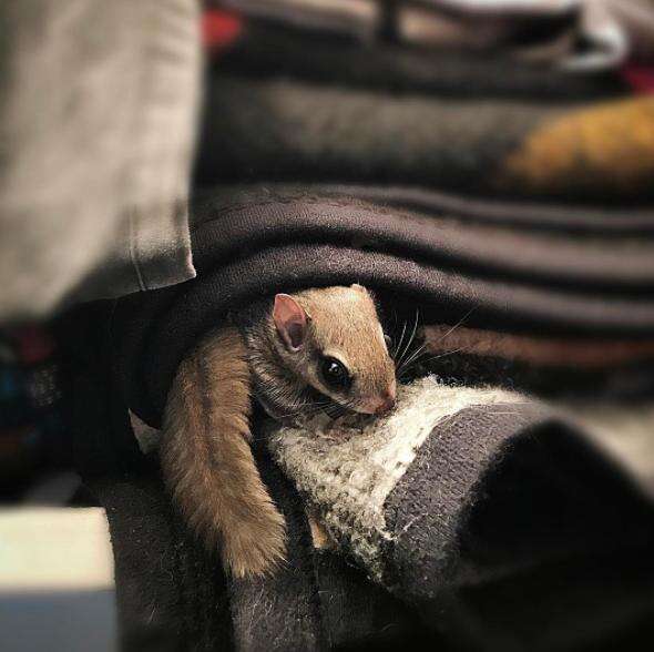 Rescued flying squirrel 'foraging' inside the house