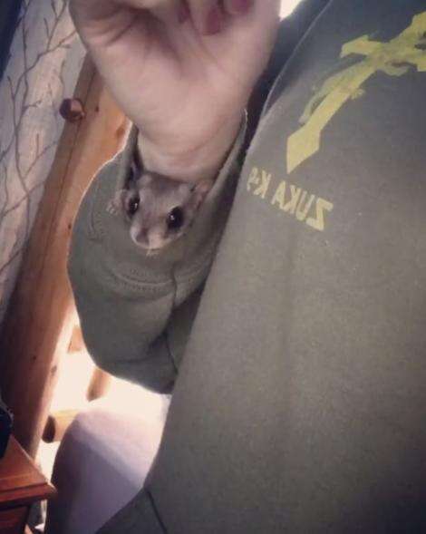 Flying squirrel in the sleeve of his rescuer
