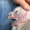 All This Rescued Turkey Wants To Do Is Cuddle