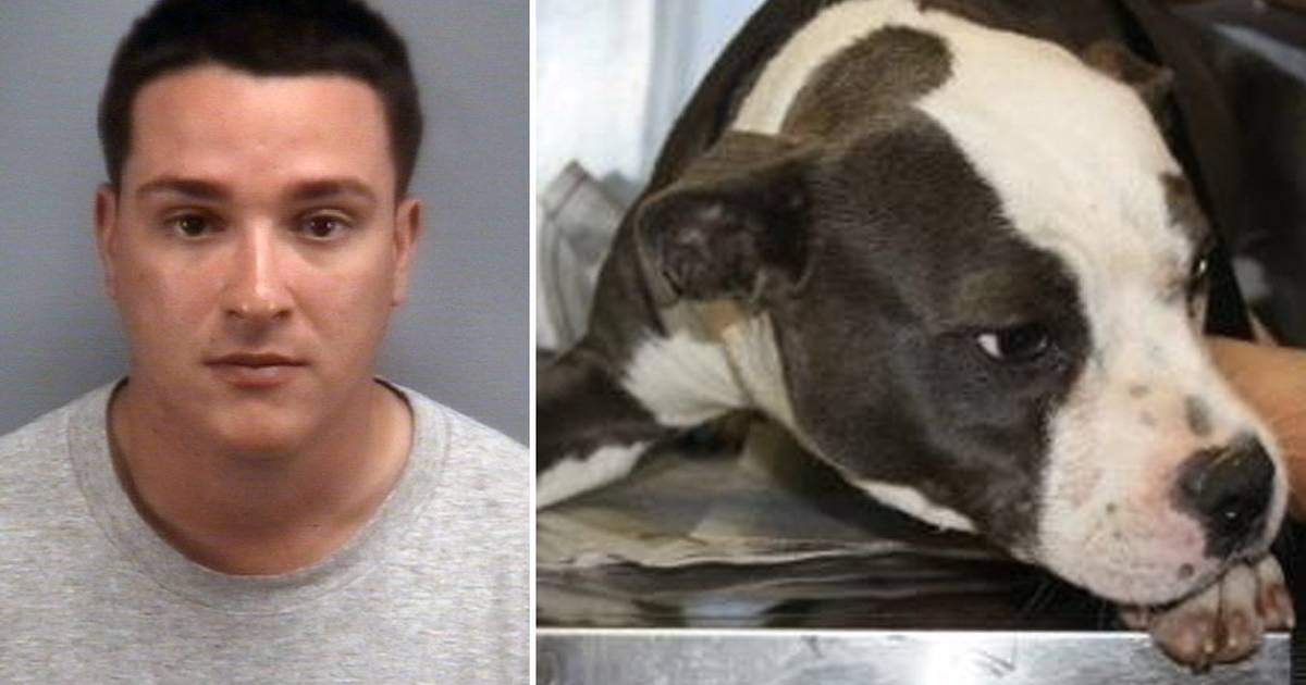 Free pitbulls on craigslist cheap