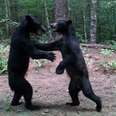 Bears Caught Dancing Like Nobody's Watching