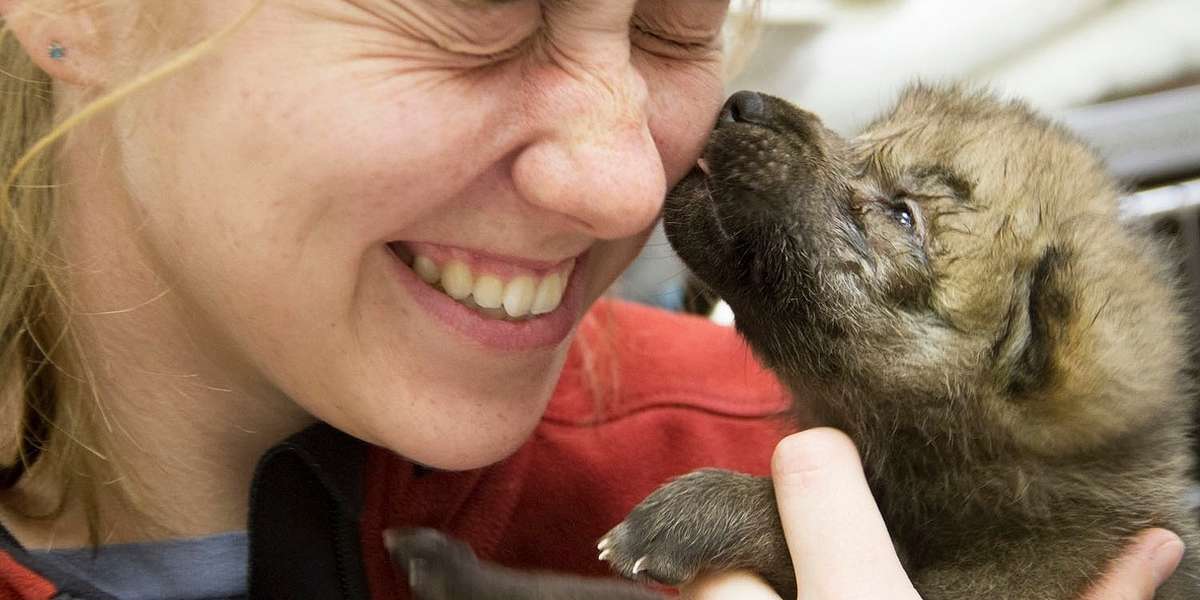 5 Wolf Pups Rescued From A Fire That Will Light Up Your Life - The Dodo