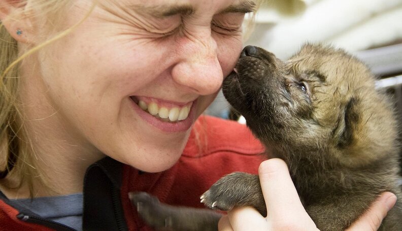 5 Wolf Pups Rescued From A Fire That Will Light Up Your Life - The Dodo