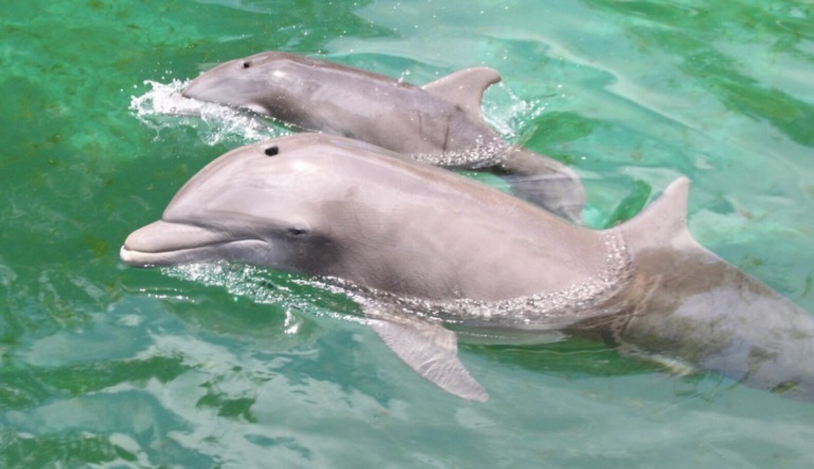 Breakthrough Communication Dolphin Whistles To Baby In Womb The Dodo