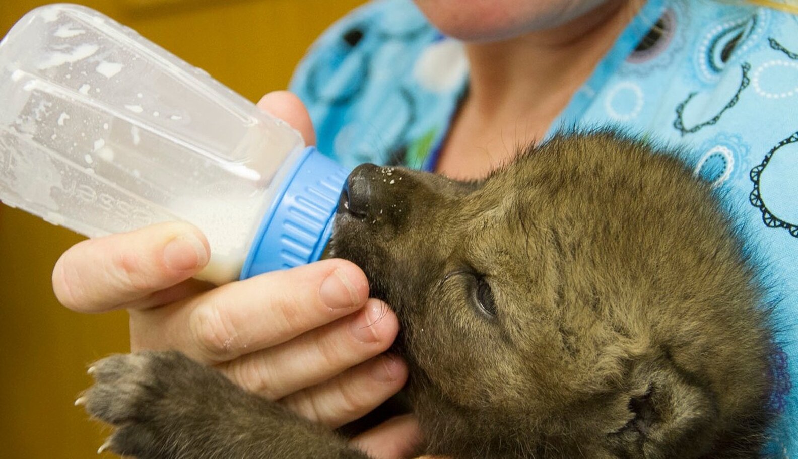 5 Wolf Pups Rescued From A Fire That Will Light Up Your Life - The Dodo