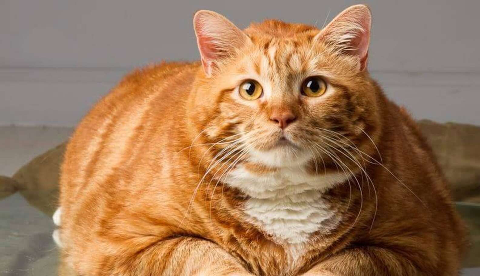Cat Who Weighed 41 Pounds Makes Amazing Transformation The Dodo cat-who-weighed-41-pounds-makes-amazing-transformation-the-dodo