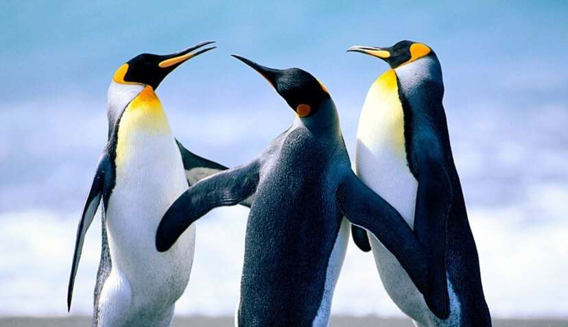 6 cm Spielfigur Wild Life Bullyland Tier Junger Kaiserpinguin 63542 Penguin ca 