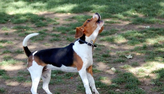 beagle dog barking