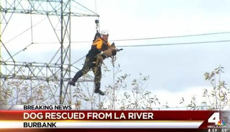 Dog Saved From River In Incredible Helicopter Rescue - The Dodo