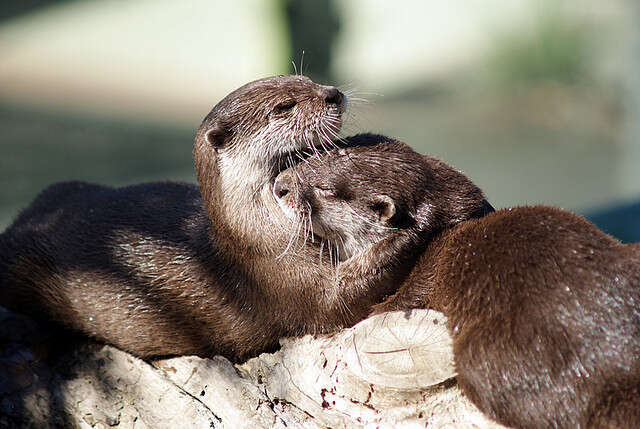 Meet (And Squeal Over) The Sea Otter's Forgotten, Adorable Little ...