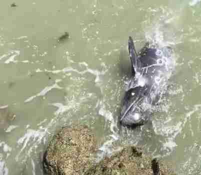 Do Animals Commit Suicide? The Dodo