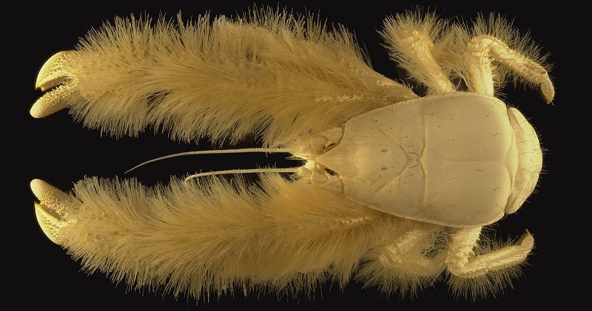 yeti crab stuffed animal