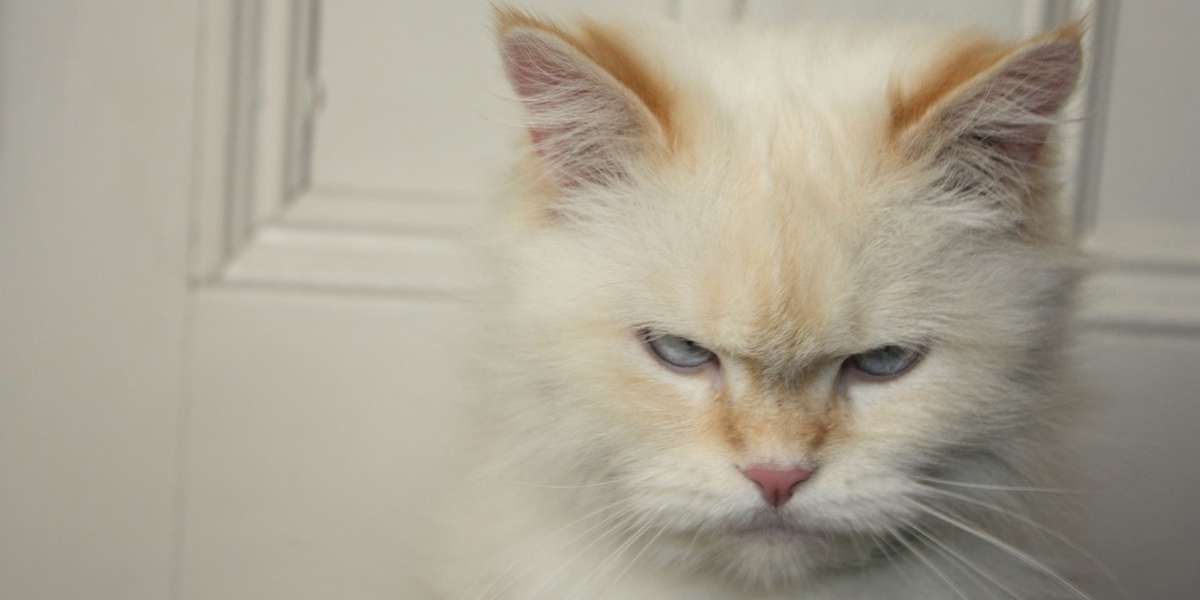 Cats Who Really Couldn't Care Less That You're Home - The Dodo