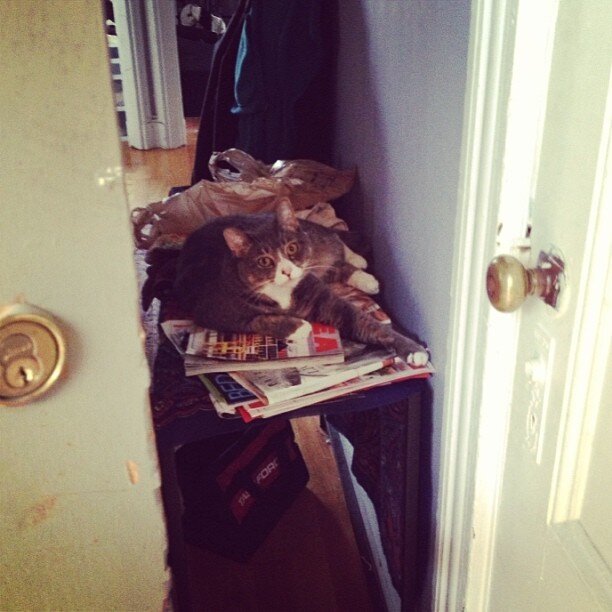 Cats Who Really Couldn't Care Less That You're Home - The Dodo