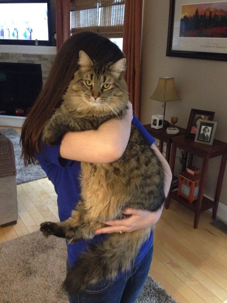 Cats Who Really Couldn't Care Less That You're Home - The Dodo