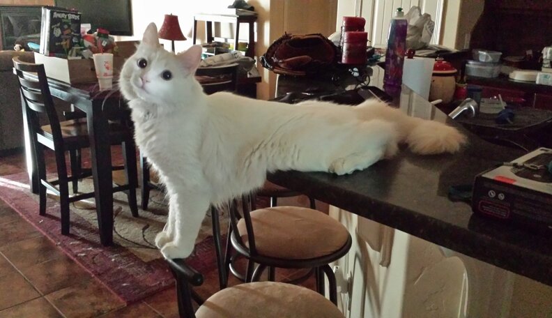 Cats Who Really Couldn't Care Less That You're Home - The Dodo