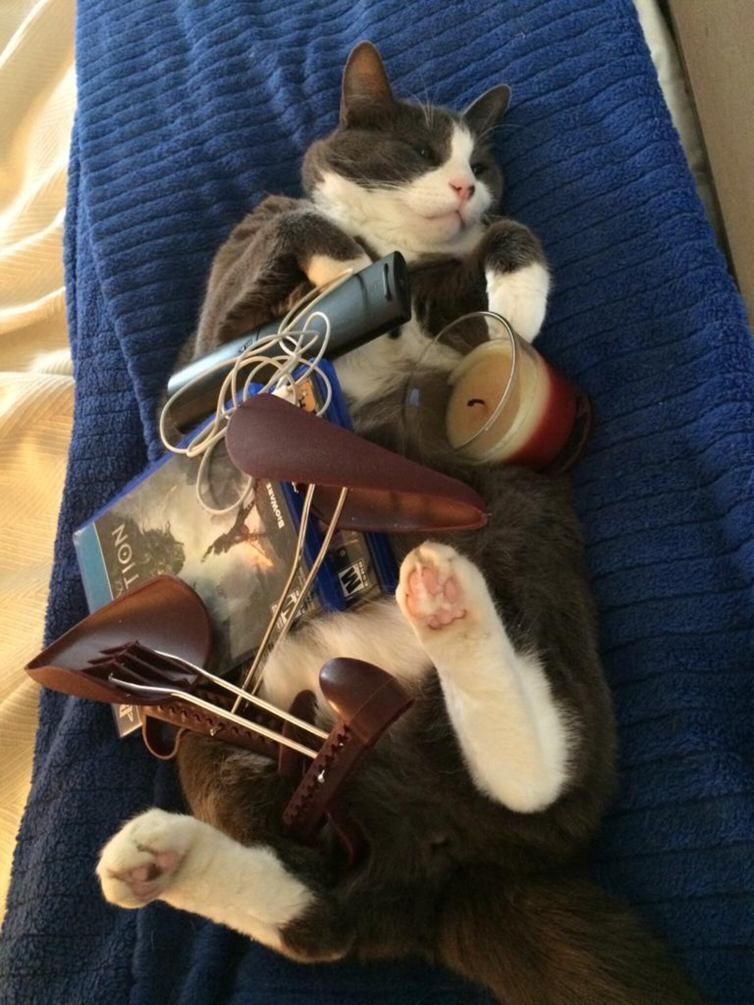 Cats Who Really Couldn't Care Less That You're Home - The Dodo