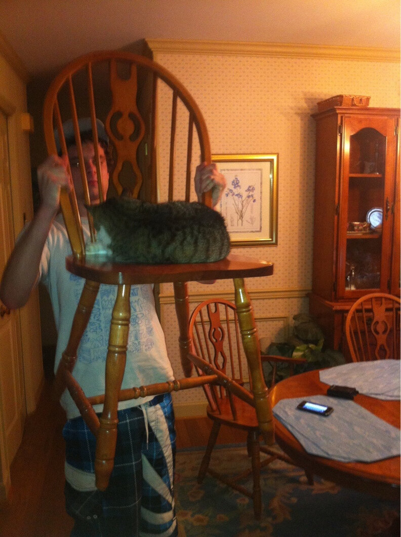 Cats Who Really Couldn't Care Less That You're Home - The Dodo