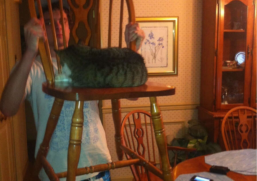 Cats Who Really Couldn't Care Less That You're Home - The Dodo