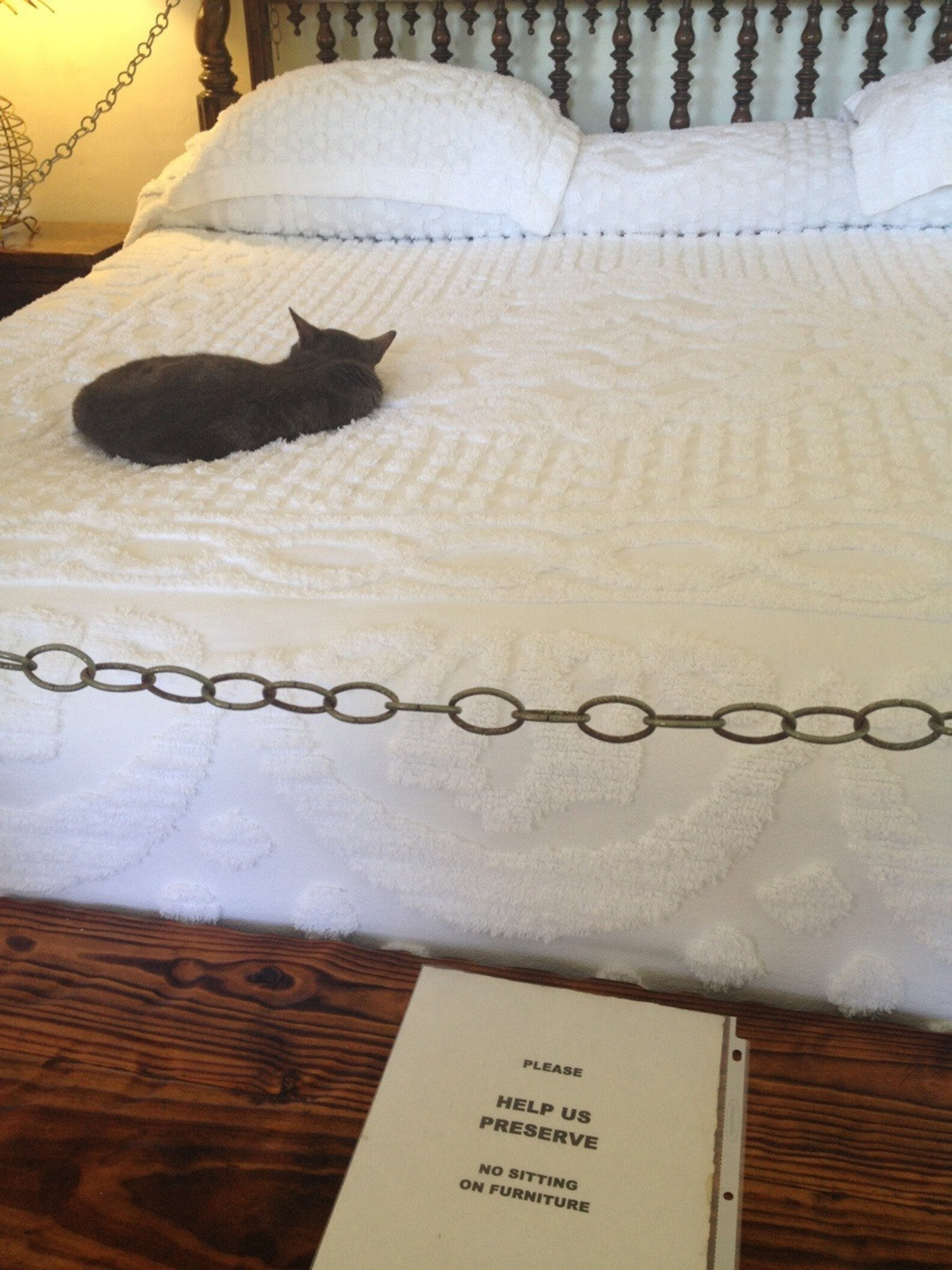 Cats Who Really Couldn't Care Less That You're Home - The Dodo