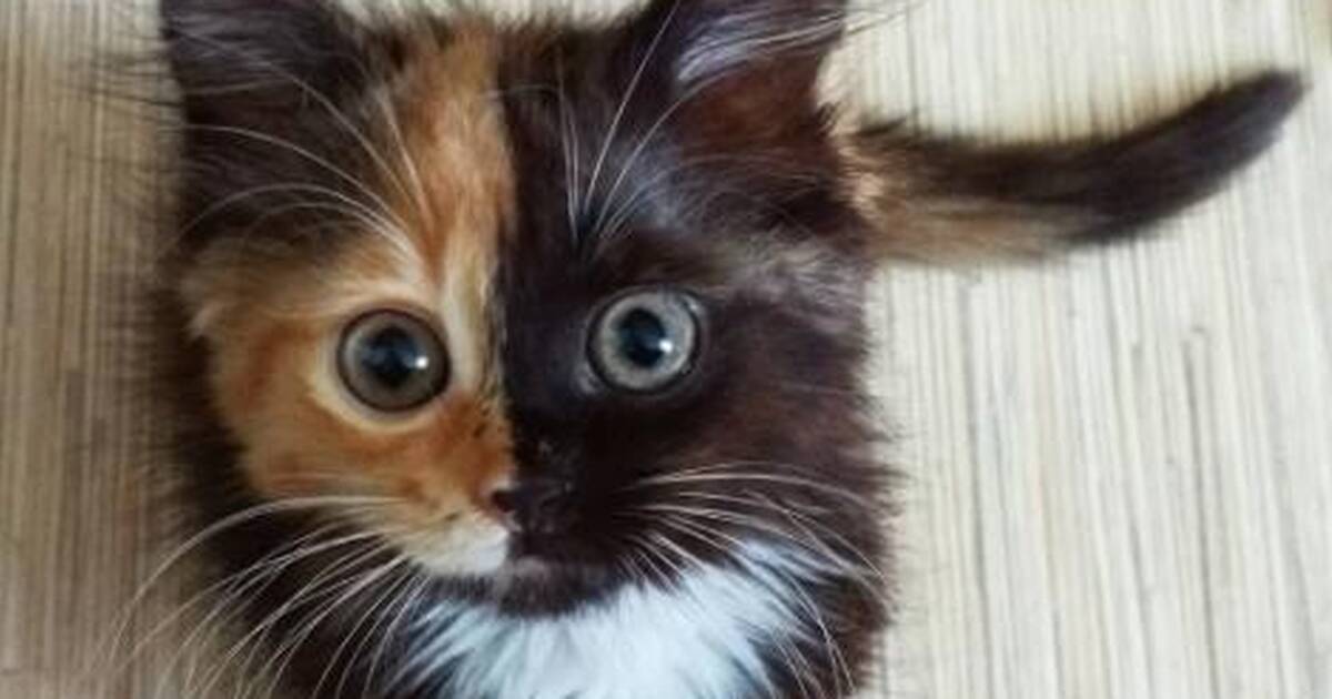 El gatito rescatado tiene la cara más bonita - The Dodo