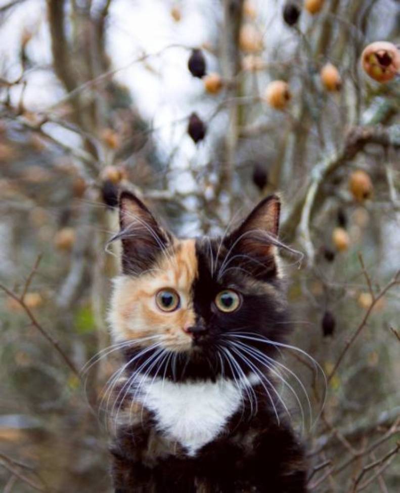 rescue kitten has the prettiest face  the dodo