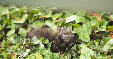 woman makes scenes for squirrels