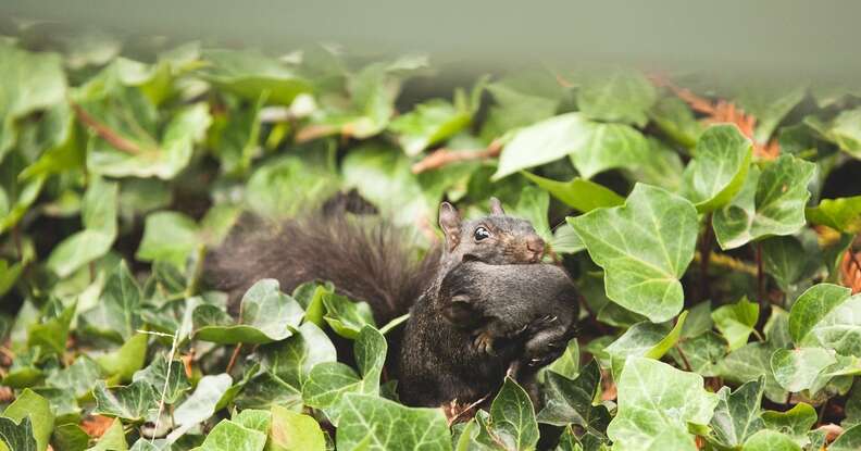 woman makes scenes for squirrels