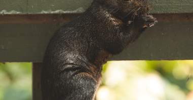 woman makes scenes for squirrels