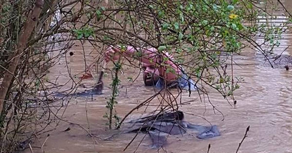 Man Dives Into Flash Flood, Fills His Boat Up With Animals - The Dodo