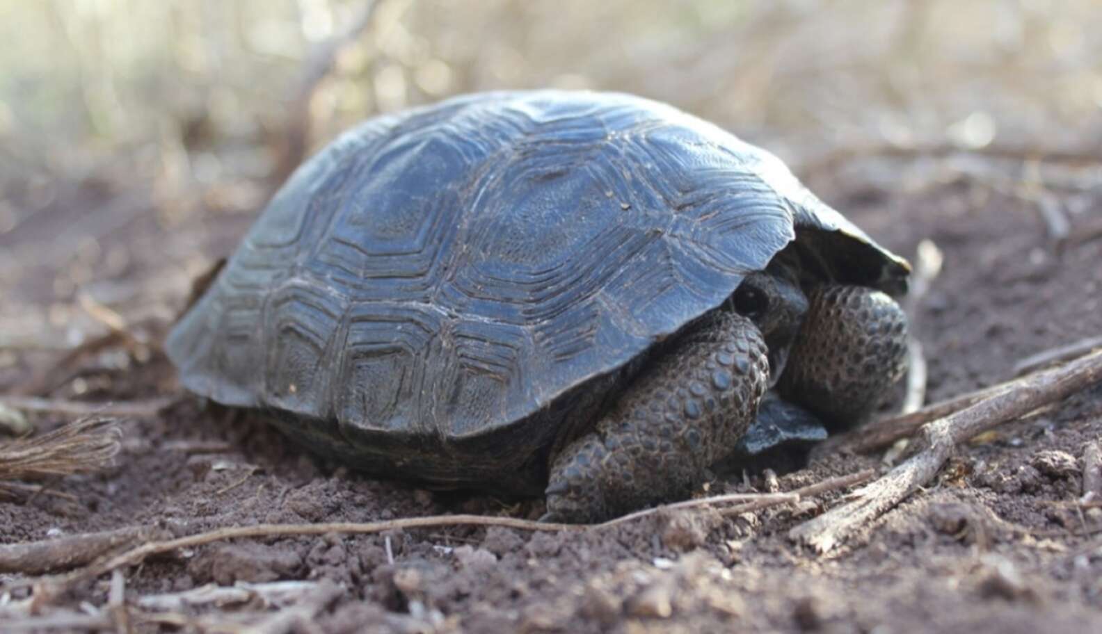 Baby Tortoises Found On Galapagos Island For First Time In Over 100 ...