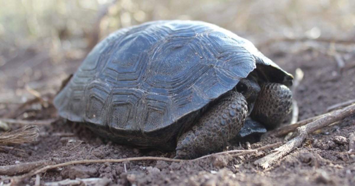 Baby Tortoises Found On Galapagos Island For First Time In Over 100 ...