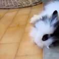 These Bunnies Are So Excited, They Can't Even Stand Up