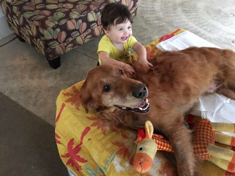 Dog Too Sick To Sit Up Still Loves To Go On Walks - The Dodo