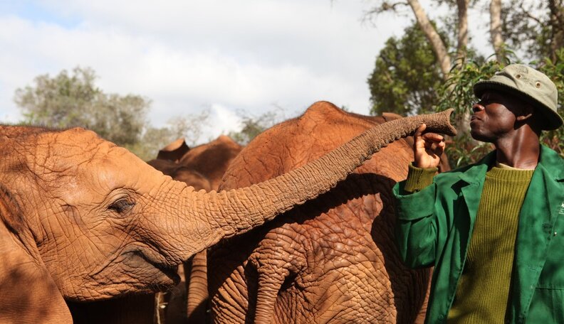 Want Self-Improvement? Turn to an Elephant - The Dodo