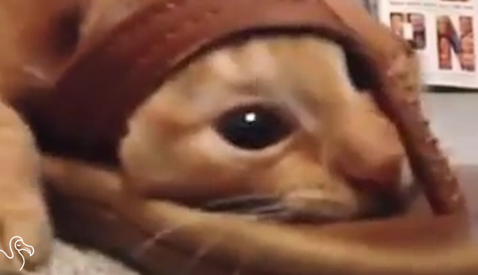 WATCH Cats vs. Shoes The Dodo