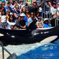 Killer Whale Unable To Nurse Calf During Show