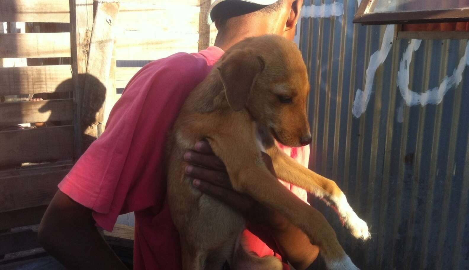 Scared Dog Visits Beach For The First Time — And Is SO Excited - The Dodo