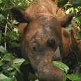 Here's How The Sumatran Rhino Can Be Saved From Extinction