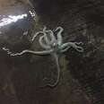 This Octopus Got Lost And Ended Up In A Parking Garage