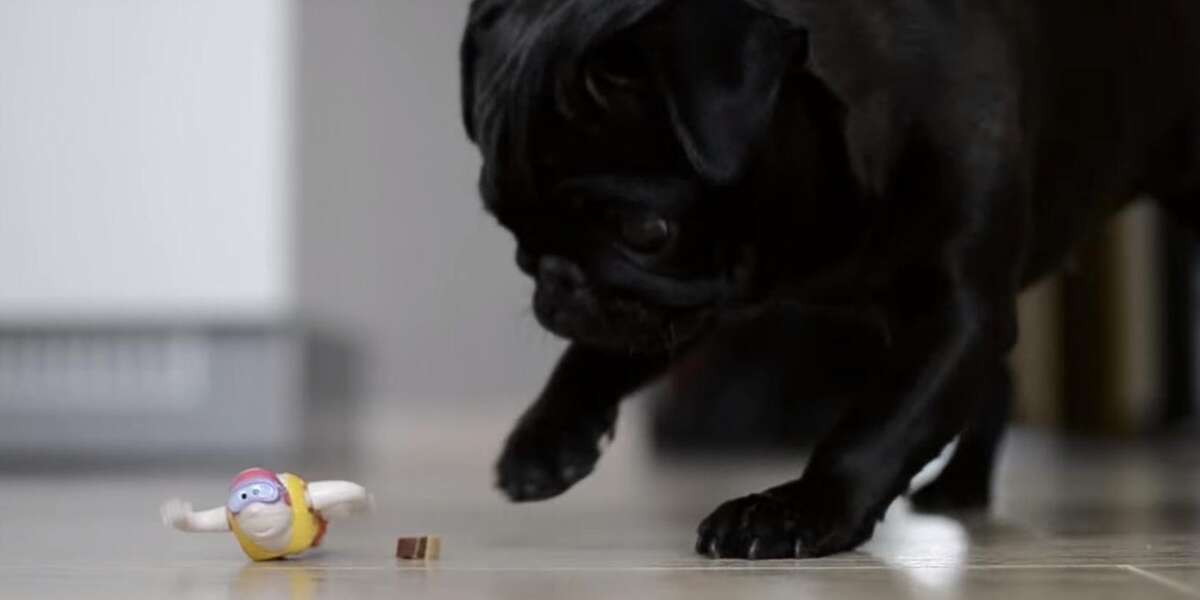 Feisty Pug Is Ready To Throw Down With Little Wind-Up Toy - The Dodo