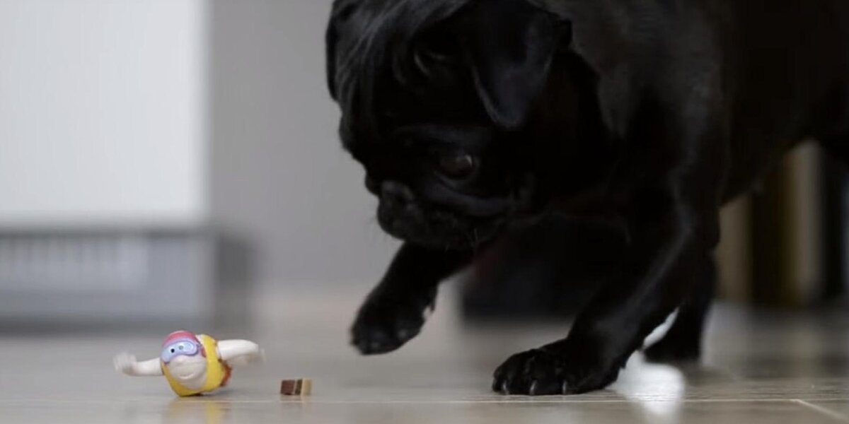 Explode Pug Feisty Pug Is Ready To Throw Down With Little Wind-Up Toy - The Dodo