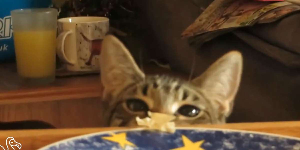 WATCH Cats Stealing Your Sh*t The Dodo