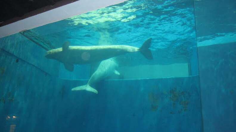 Beluga Whales Suffer From Domestic Cat Disease - The Dodo