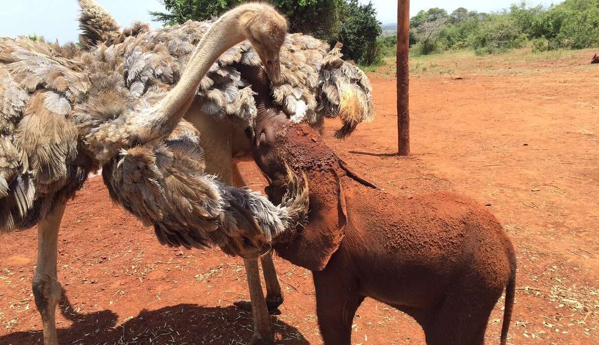 Ostriches Help Baby Elephants Grow Up Without Their Moms - The Dodo