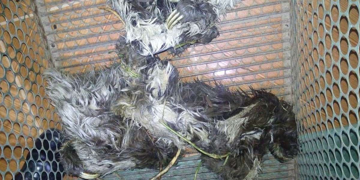 Sloths Saved From Poacher Return Home To The Wild - The Dodo