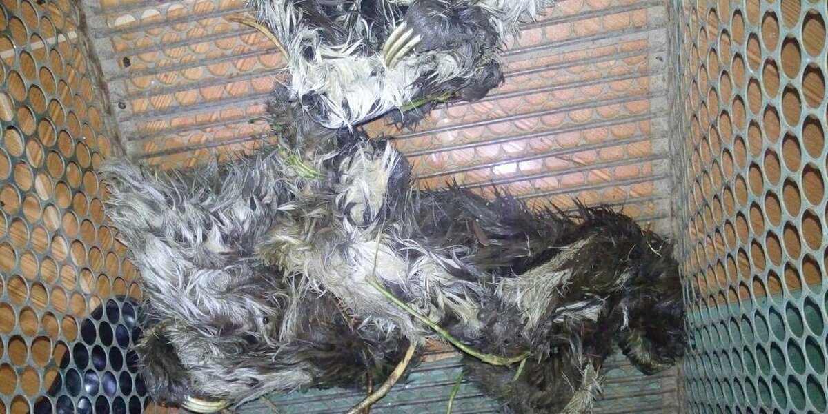 Sloth Poaching Sloths Saved From Poacher Return Home To The Wild - The Dodo