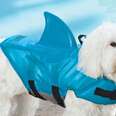 Don't Worry About Googling "Dogs In Life Vests" Because We Did It For You
